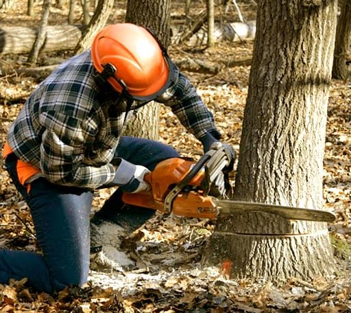 Tree Removal in Hopeton, OK